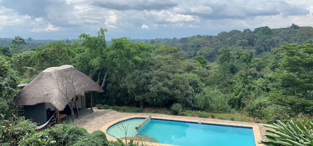 Chimps & Gorillas of Uganda