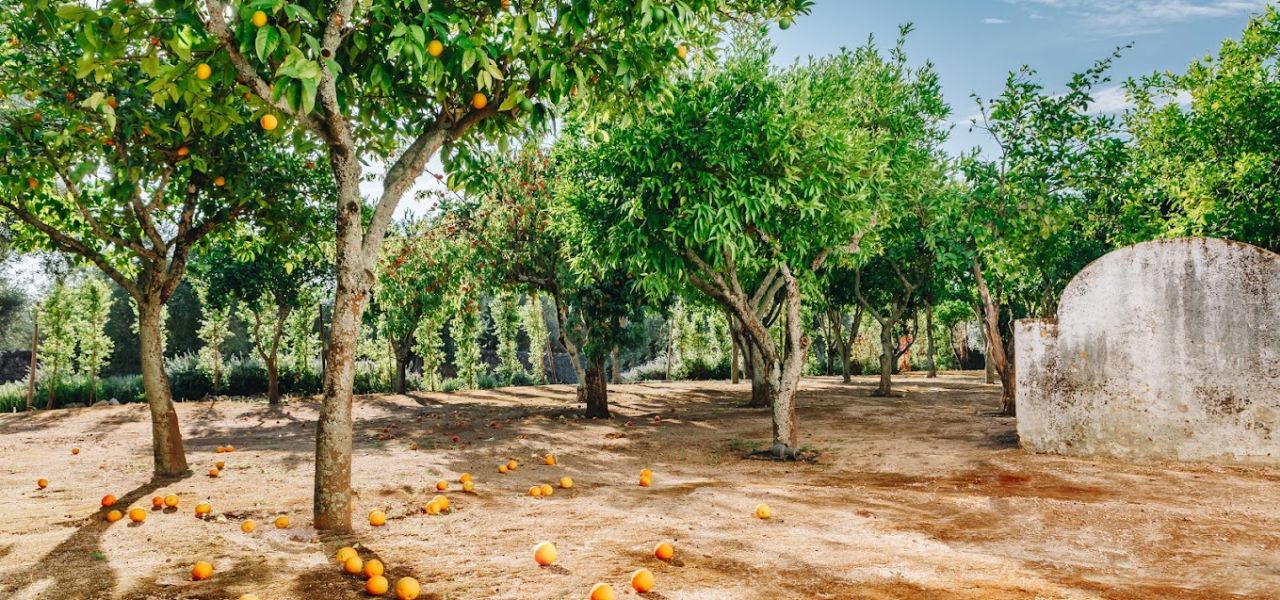 Signature Portugal | Among the Whitewashed Hills