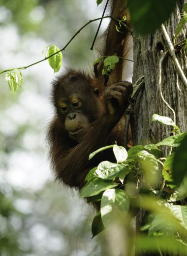 Wildlife Holidays