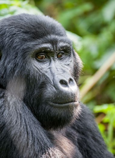 Close up portrait of a mountain gorilla (beringei beringei) at a short distance in natural habitat. Bwindi Impenetrable Forest National Park, Uganda.