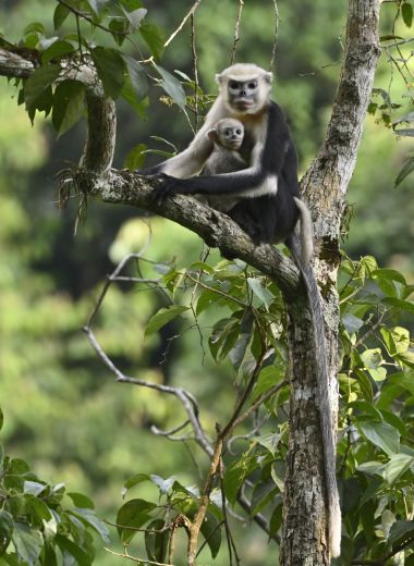 The Primate Survival Project