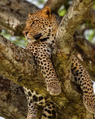 Close up of a Leopard in a tree in Serengeti National Park Tanzania