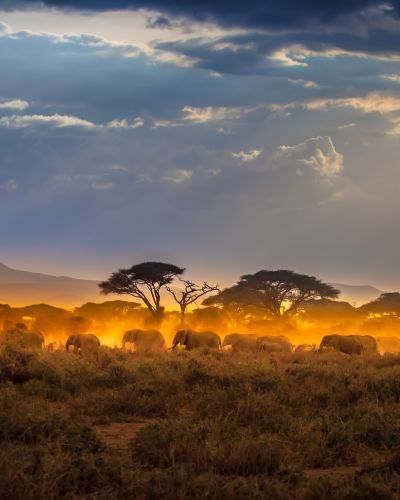 Kenia: Safaris im Süden & Strandauszeit