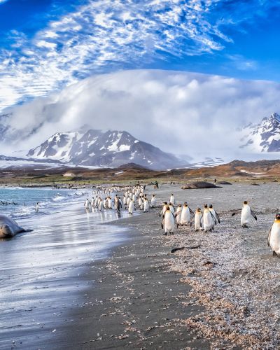 Antarktis ganz intensiv: Falklandinseln & Südgeorgien