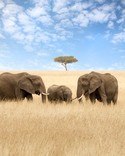 Kenya and Zimbabwe: Safari and the Falls