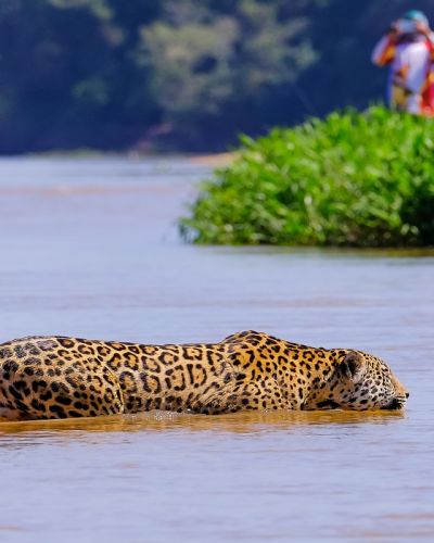 Enchanting Travels Brazil Tours Jaguar, Panthera Onca, Female, observed by unrecognizable tourists crossing Cuiaba River, Pantanal, Mato Grosso do Sul, Brazil, South America