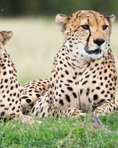 Three male cheetahs Ol Pejeta