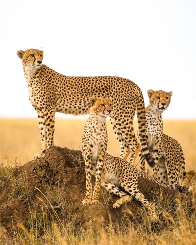 Group of Cheetah Serengeti National Park Tanzania Safari