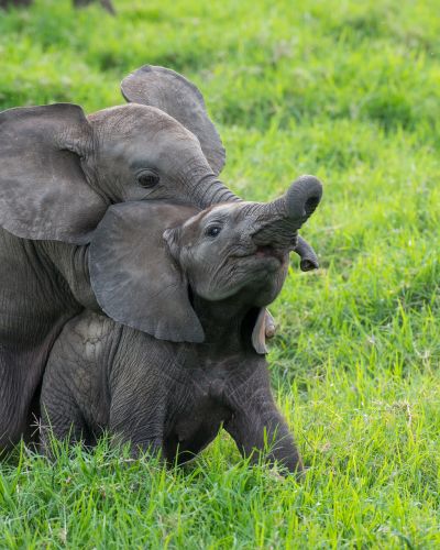 baby-elephants-playing-masai-mara-kenya