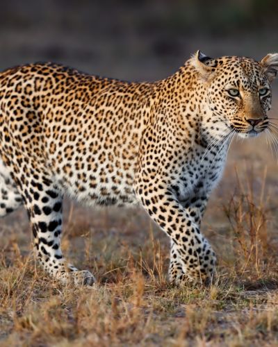 Leopard in Masai Mara Kenya