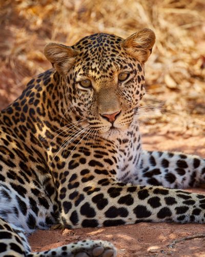 Tanzania: Southern Wilderness and Beach