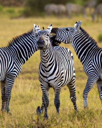 Tanzania: Safaris, Kilimanjaro and Zanzibar