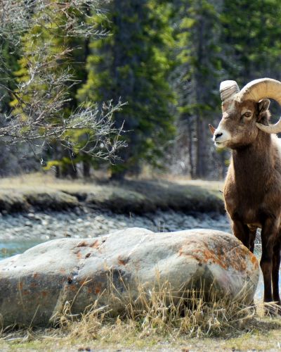 Roadtrip durch Kanadas Westen