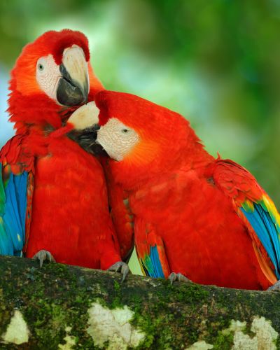 Pair of big Scarlet Macaws Ara macao