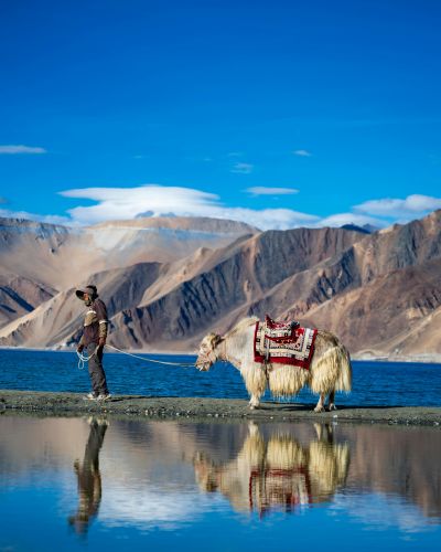 Mann mit Yak am Pangong-See im Himalaya