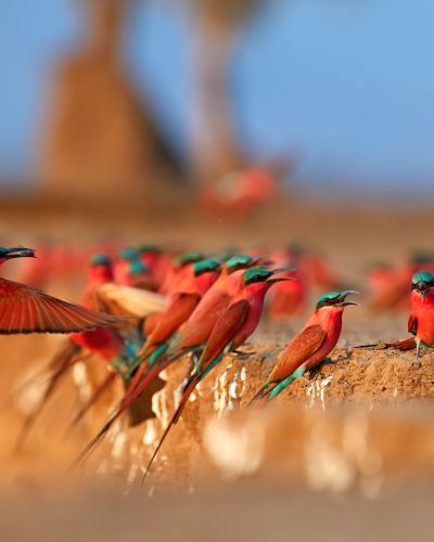 Southern-Carmine-bee-eater-Merops-nubicoides-on-the-bank-of-Zambezi-river