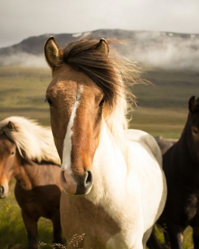 Icelandic Horses