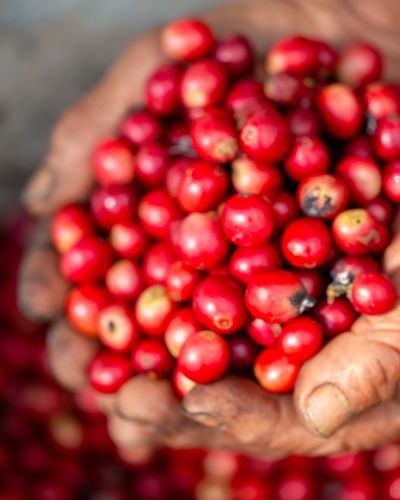 close hand harvest red ripe coffee colombia