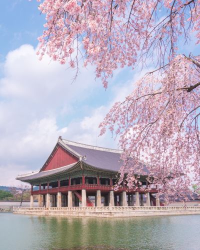 Cherry Blossom At Gyeongbokgung Palace In Seoul south Korea.