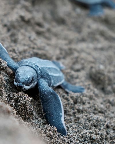 Blaue Schildkröten auf braunem Sand in der Karibik