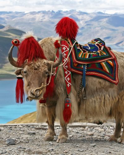 Rare White Yak With Himalaya Mountain Range At The Background
