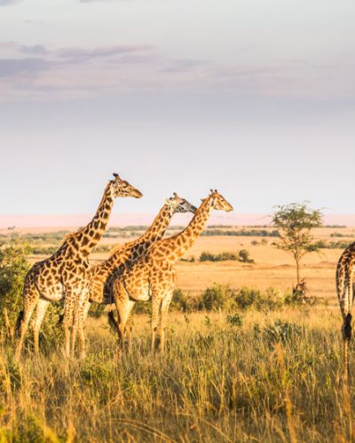 Drei Giraffen stehen in der weitläufigen Savanne der Masai Mara in Kenia. Die Tiere ragen mit ihren langen Hälsen über das goldene Gras heraus. Im Hintergrund sind vereinzelte Akazienbäume und eine flache, weite Landschaft unter einem leicht bewölkten Himmel zu sehen. Das warme Licht deutet auf die goldene Stunde bei Sonnenauf- oder -untergang hin.