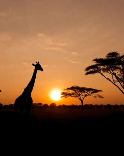 Kenia & Tansania: Masai Mara, Serengeti und Sansibar