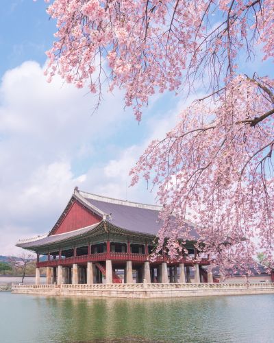 Kirschblüten rahmen den Gyeongbokgung-Palast in Seoul, umgeben von einem ruhigen Teich unter blauem Himmel.