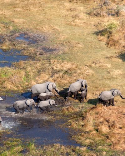 Aerial view of African Elephants Loxodonta africana, Okavango Delta, Botswana, Africa - Botswana safari tour
