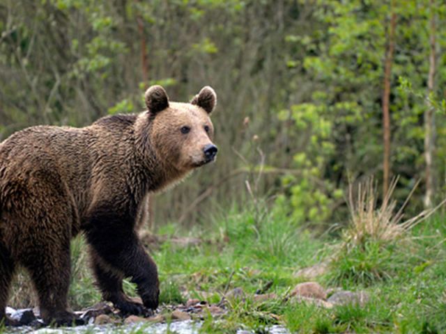 Brown Bears in Bulgaria