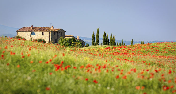 Poppy field in bloom, Tuscany, Italy