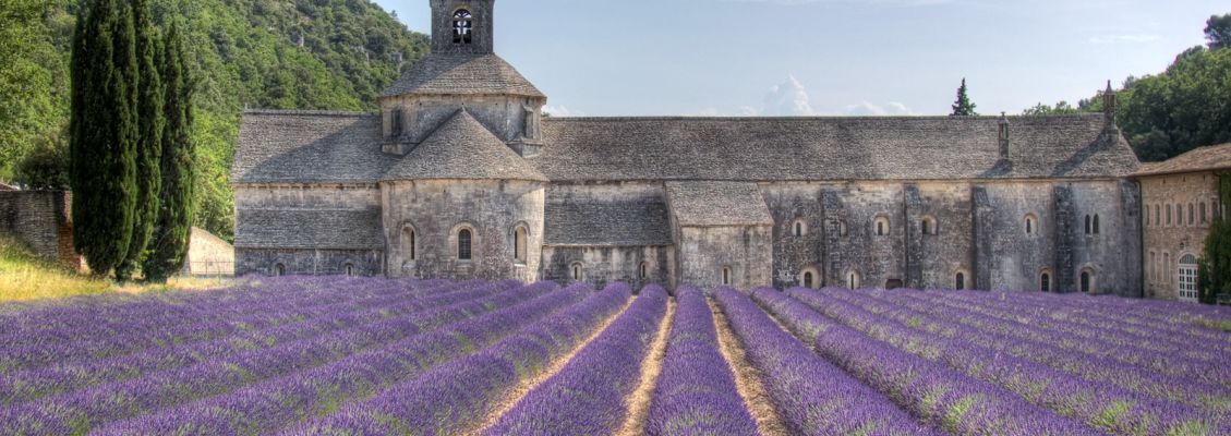 Lavender fields in Provence, France