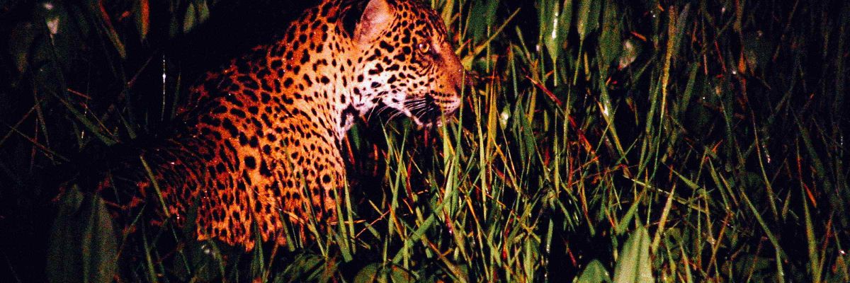 Jaguar in Pantanal