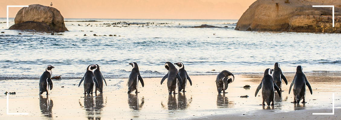 Boulders Beach Penguins