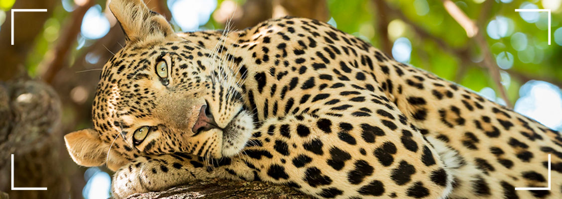 Leopard in Masai Mara