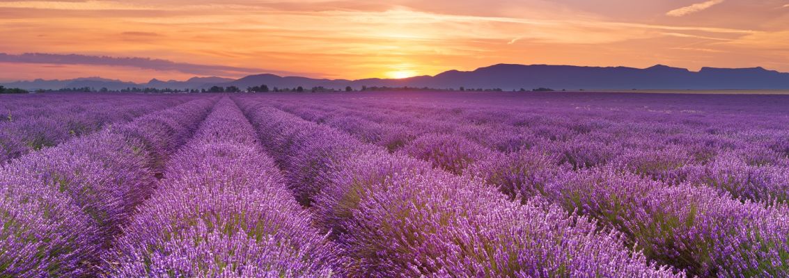 France Lavender Field