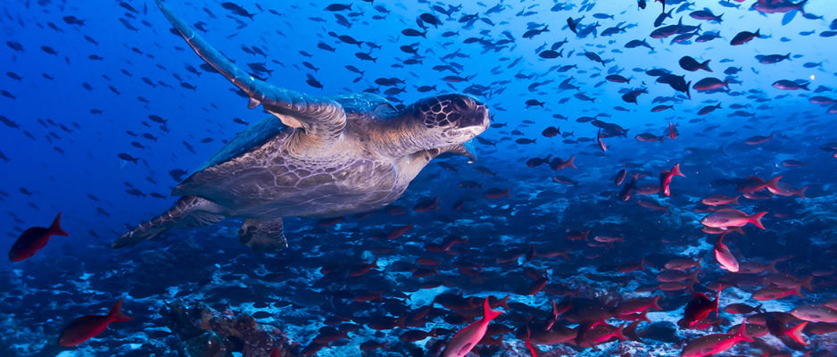 A turtle and other marine life under the sea in the Galapagos