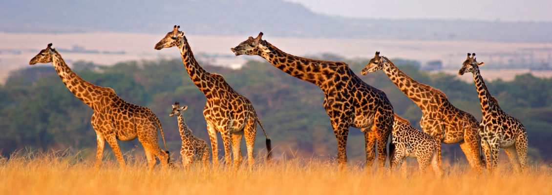 Masai Mara, Kenya