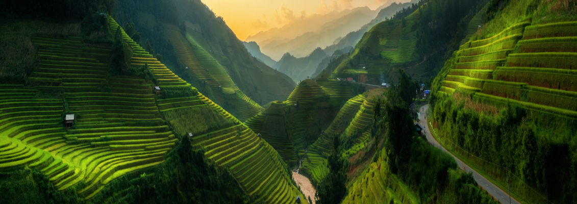 vietnam fields