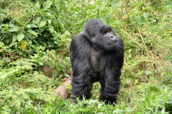 Silverback Gorilla in Rwanda