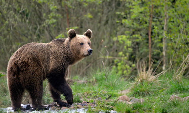 Brown Bears in Bulgaria