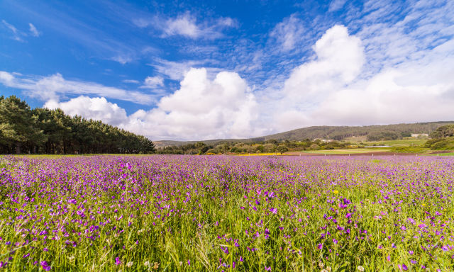 Camino de Santiago