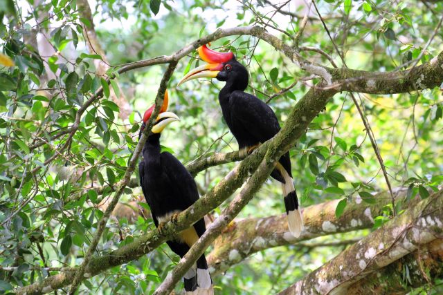 Borneo