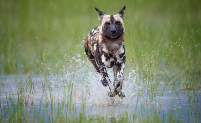 Okavango Delta Tours