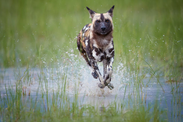 Okavango Delta Tours