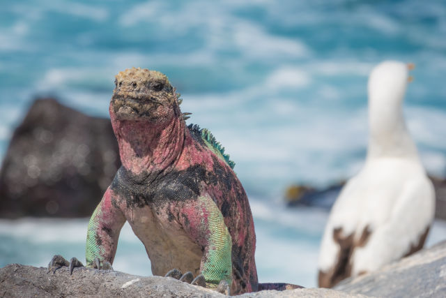 Galapagos Islands Holidays