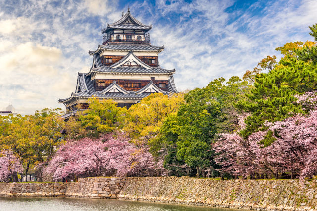 Sakura Cherry Blossom