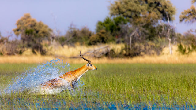 Okavango Delta Tours