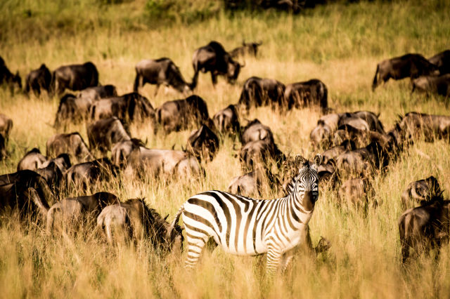 Serengeti National Park