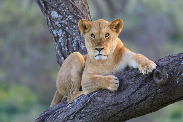 Serengeti National Park